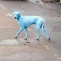 Autoridades fecham fábrica que poluiu rio e deixou cães com pelo azul na Índia